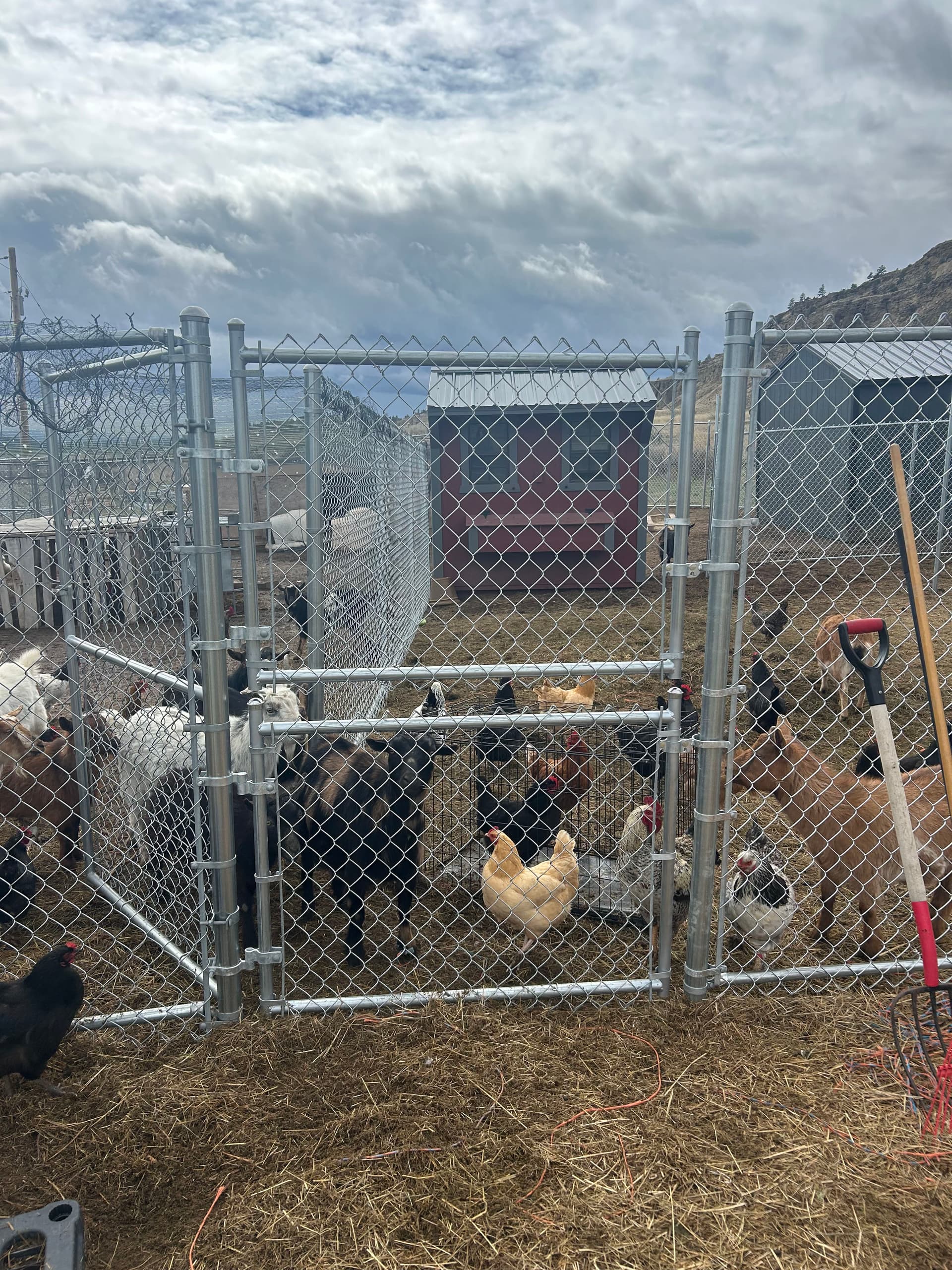 Chain Link Kennels and Farm Fencing for Goats, Chickens, and Dogs image