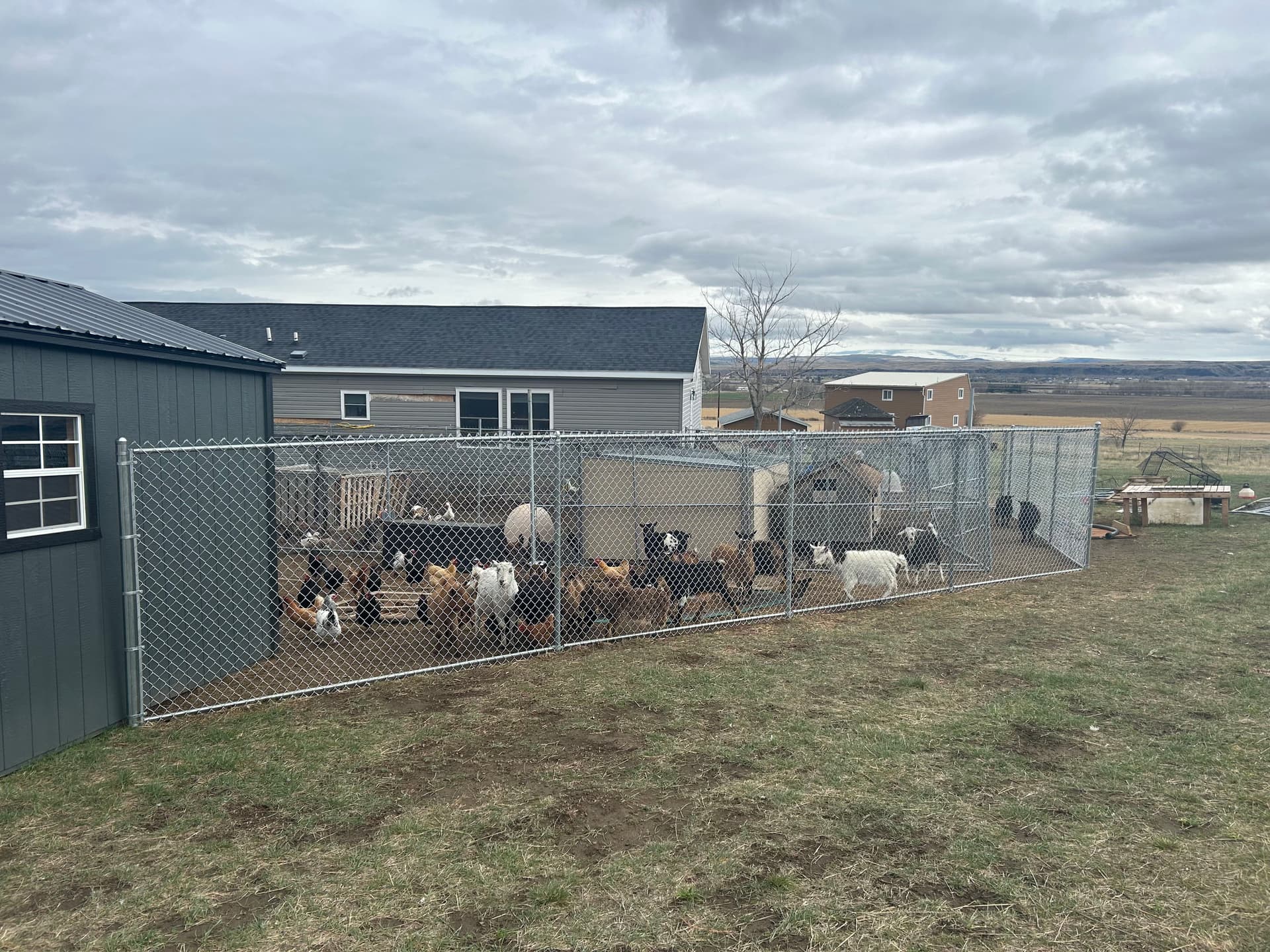 Gallery photos for Chain Link Kennels and Farm Fencing for Goats, Chickens, and Dogs: Image #1